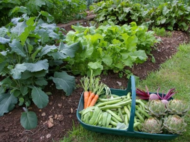 Moestuinders gezocht