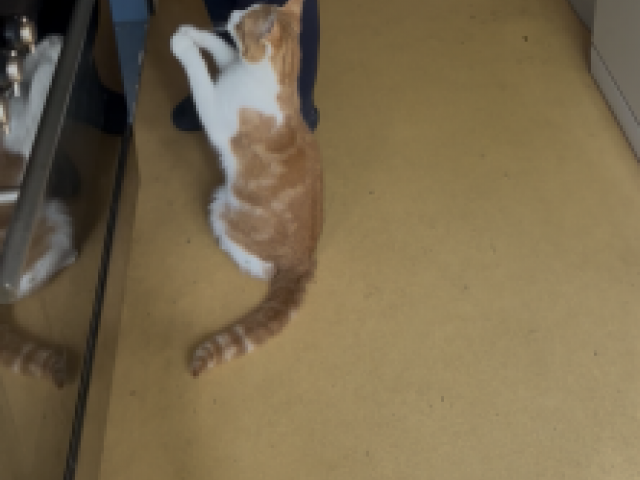 Van wie is dit katje….?