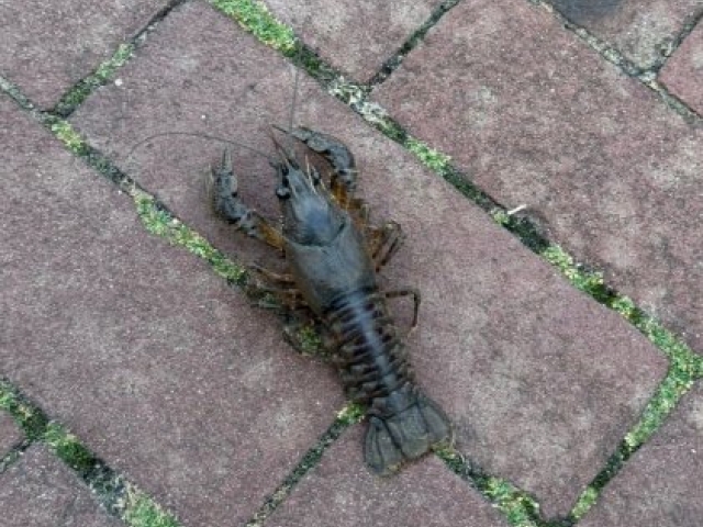 Rivierkreeftjes ook IN sloten Zuidhorn