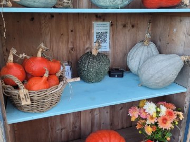 Pompoenen: zolang het mooi herfstweer blijft!