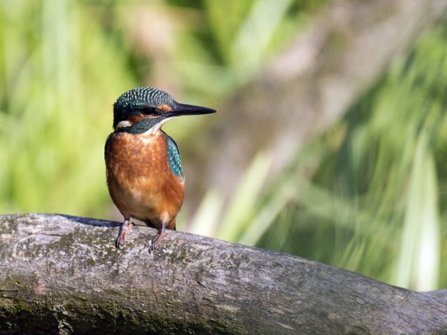 1024px-20150920 056 kessel weerdbeemden ijsvogel (21556471302)