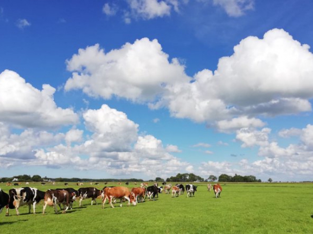 Landschap-koeien-grlinks