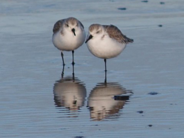 Twee strandlopers