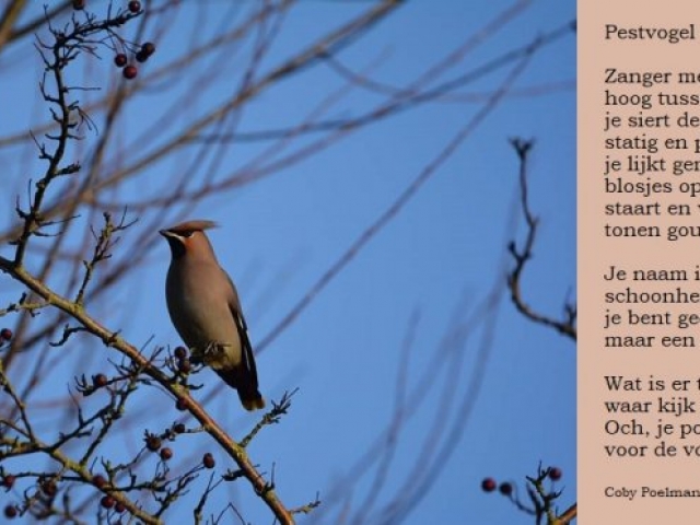Pestvogel