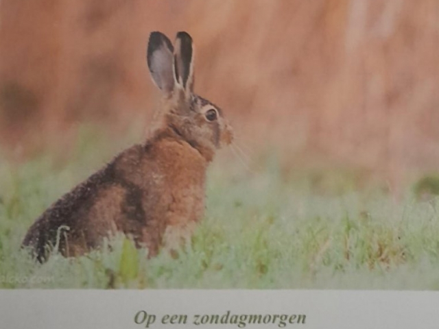 Foto haas van auke