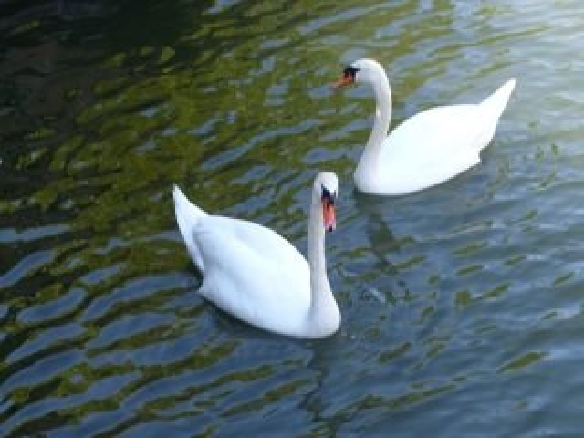 Foto zwanen van nelly - 320 pixels