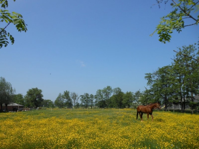 23 mei 2012-1