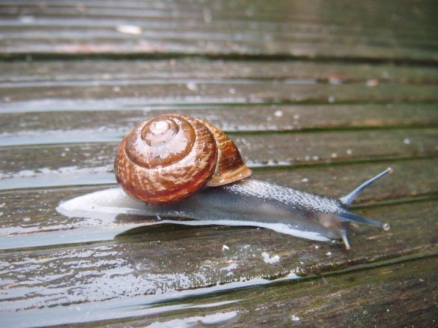 31 mei 2012