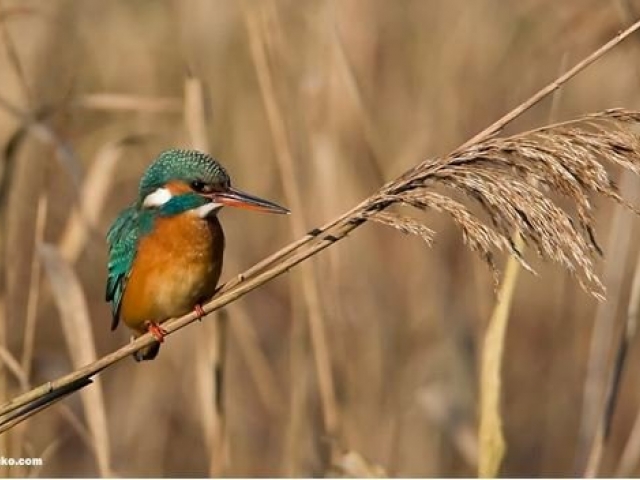 Ijsvogel