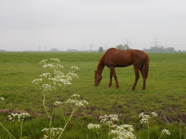 17 mei 2013